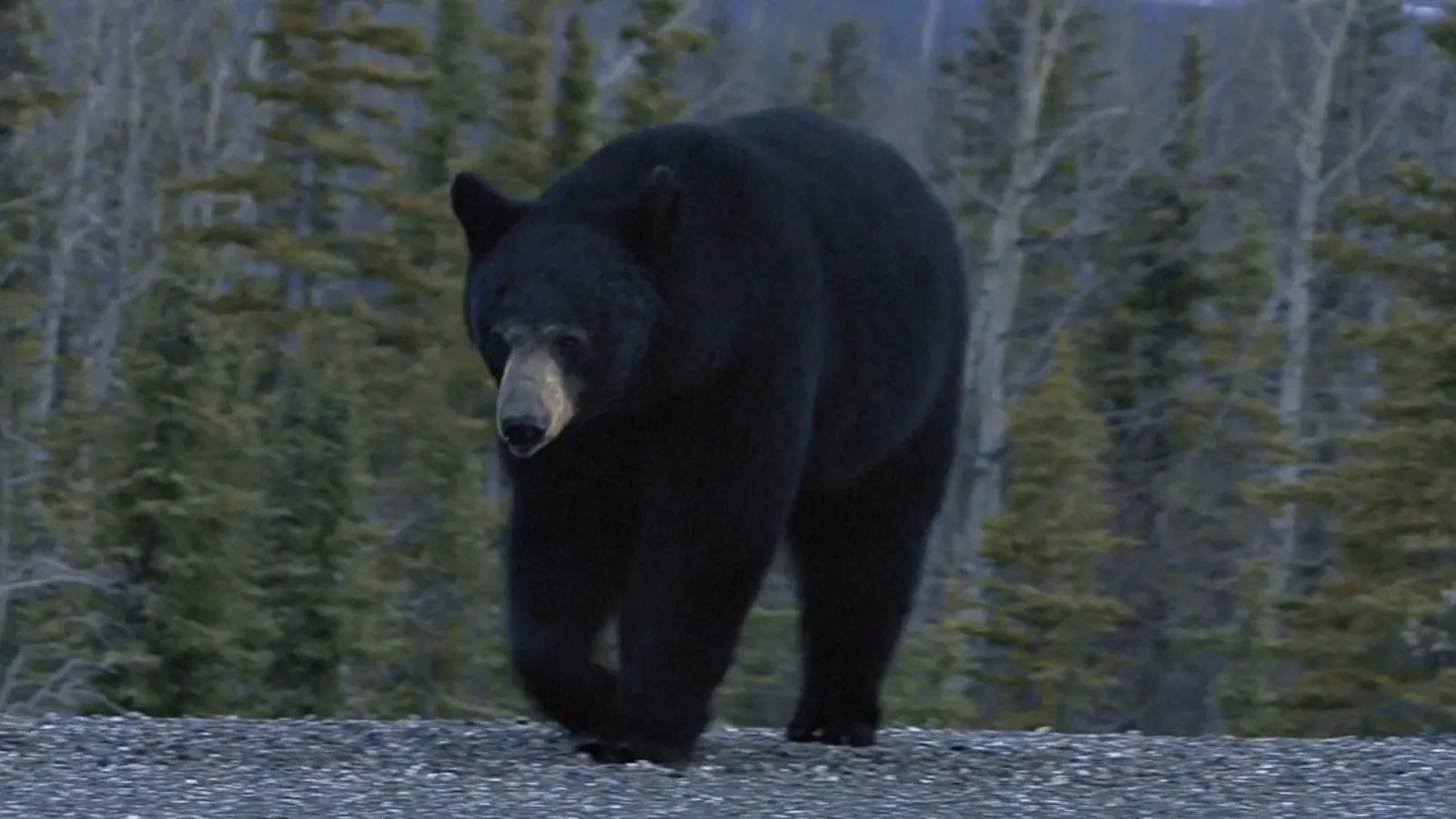 Black Bear Scratches Man Outside an Eagle Vail Apartment Complex as Colorado Officials Report a High Number of Encounters During Drought and Late Summer Feeding Season