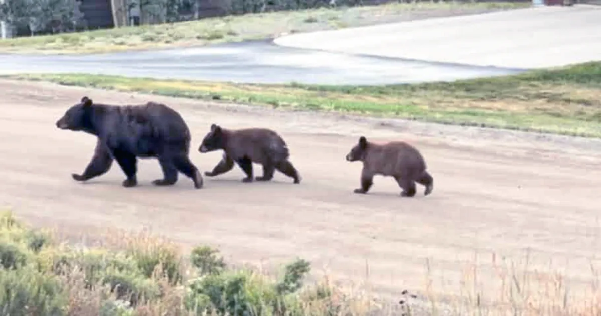 A black bear in a Colorado mountain area as wildlife officials report rising conflicts