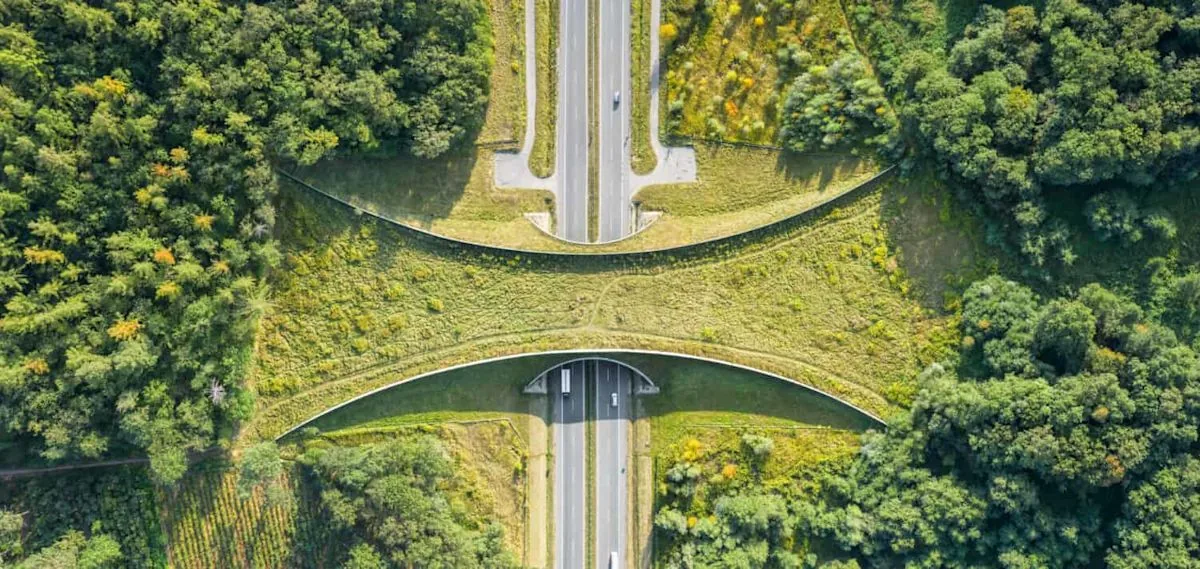 Wildlife Crossings Across the United States Are Reconnecting Habitats and Cutting Roadside Collisions as Agencies Back More Fencing, Overpasses, and Underpasses